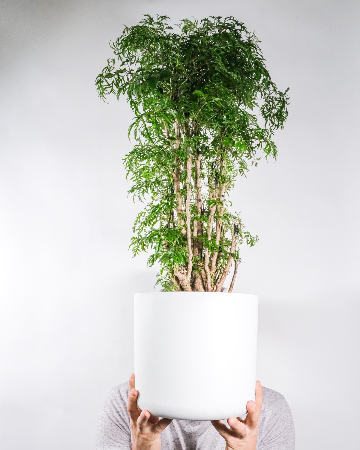 El árbol de la felicidad