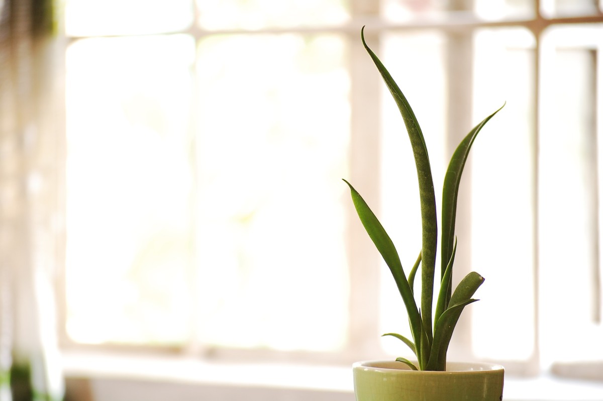 Estas plantas purifican el aire en los espacios cerrados
