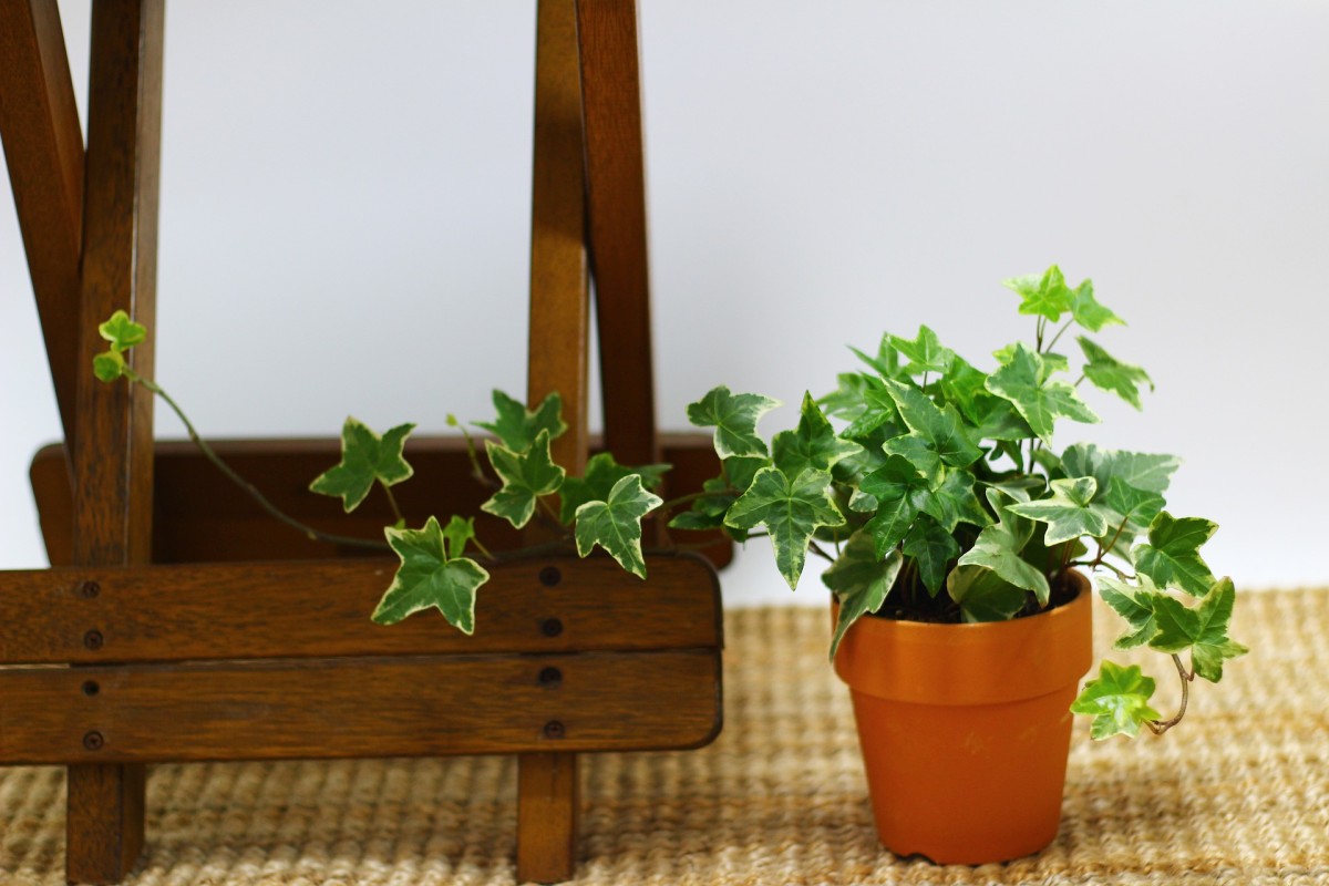 Por qué debes decorar con plantas el baño de casa