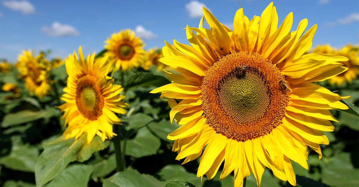 Sonnenblumen Ukraine