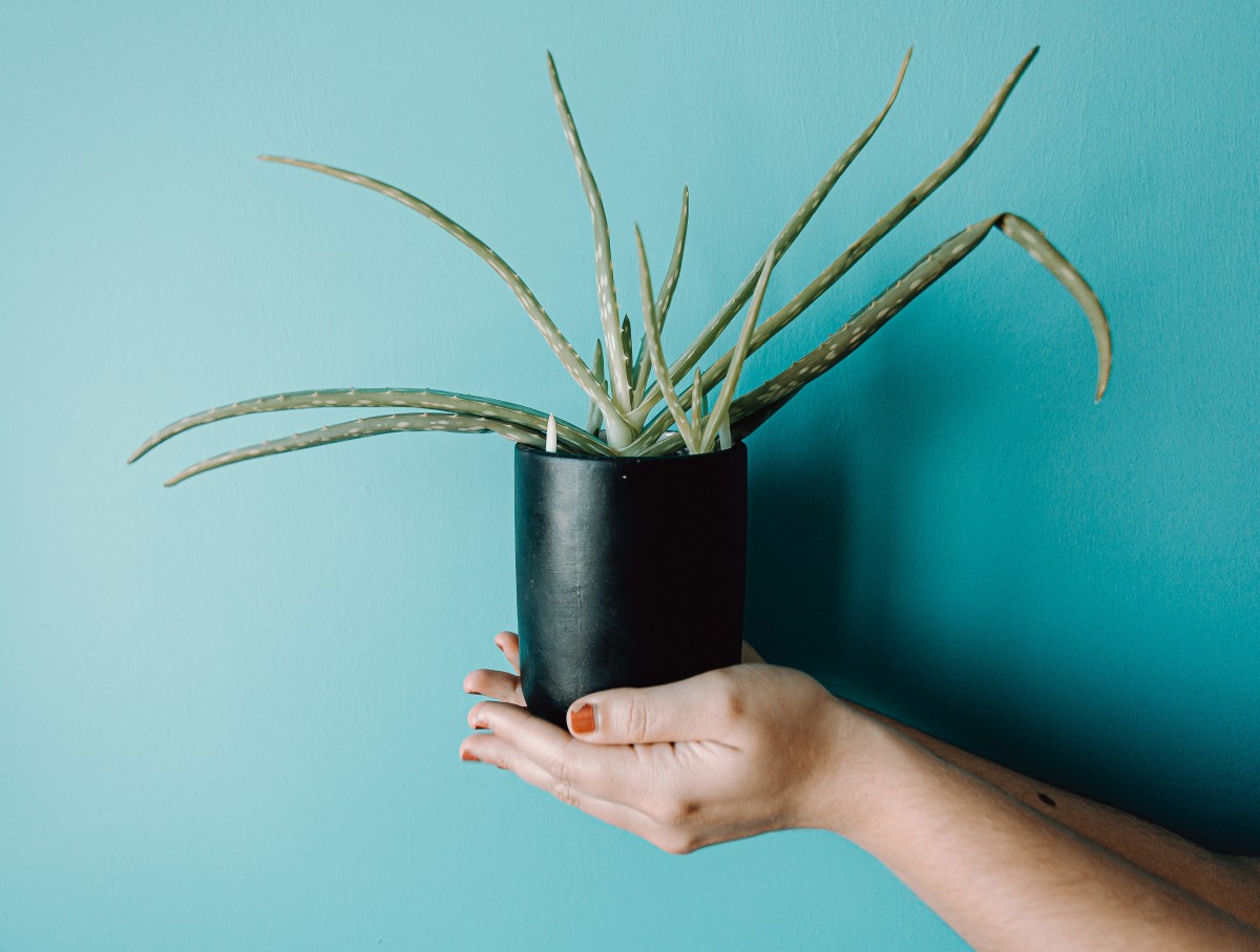 Aloe Vera entre las mejores plantas para el baño