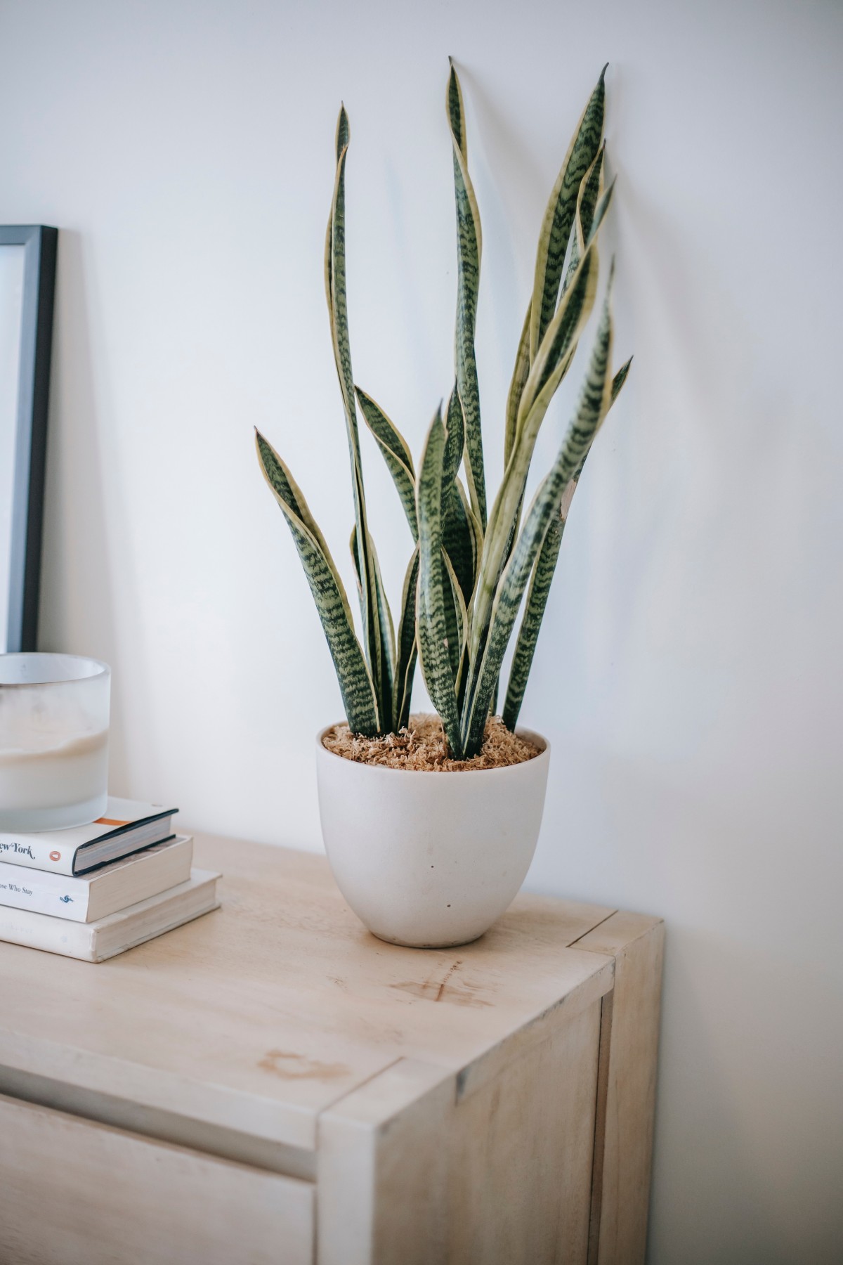 Por qué debes decorar con plantas el baño de casa