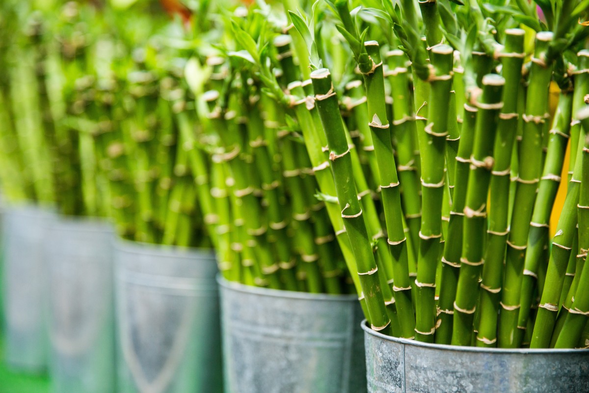 10 Plantas que absorben la humedad del baño