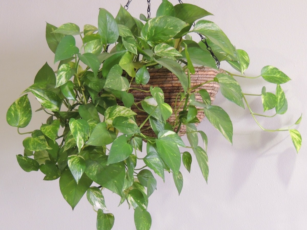 Potus, una de las mejores plantas de baño