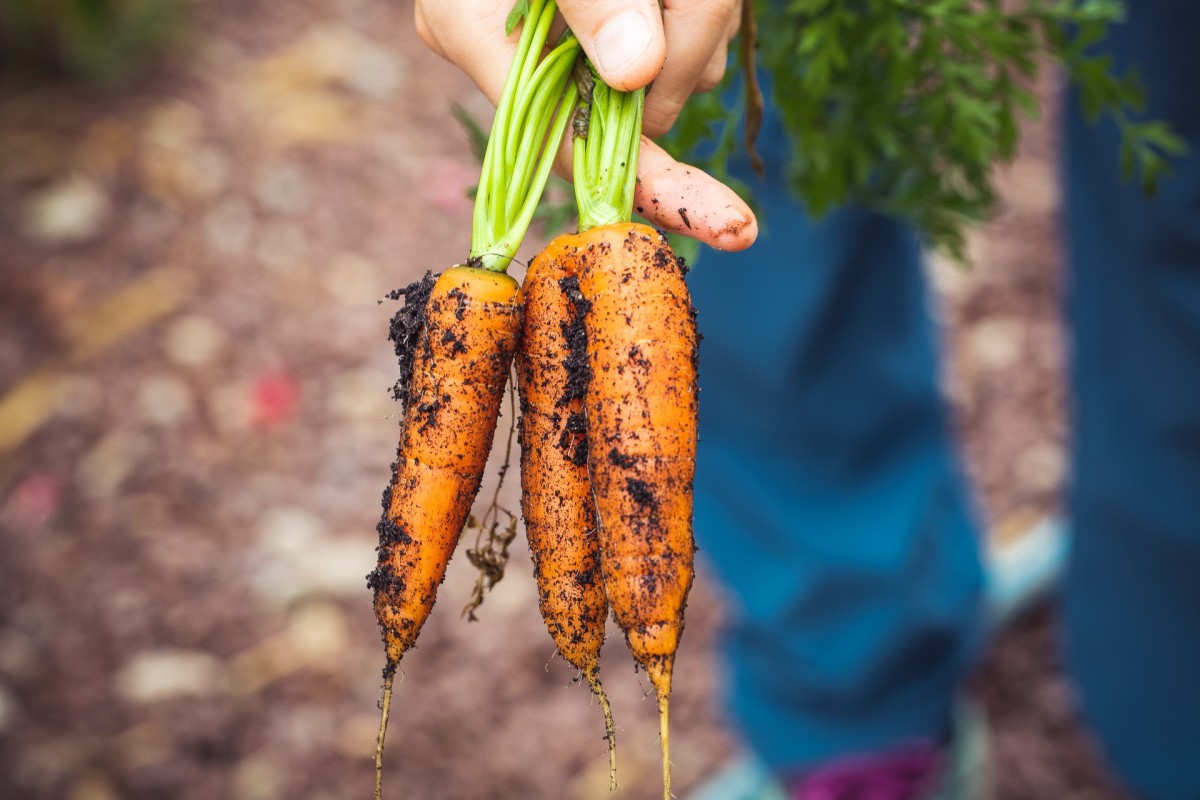 Cómo cultivar un huerto en casa: consejos para principiantes y mucho más