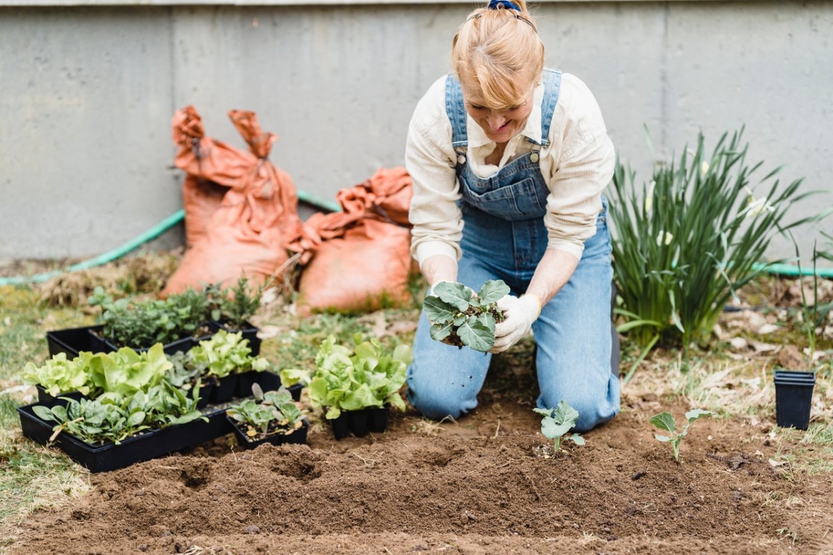 Cómo cultivar un huerto en casa: consejos para principiantes y mucho más