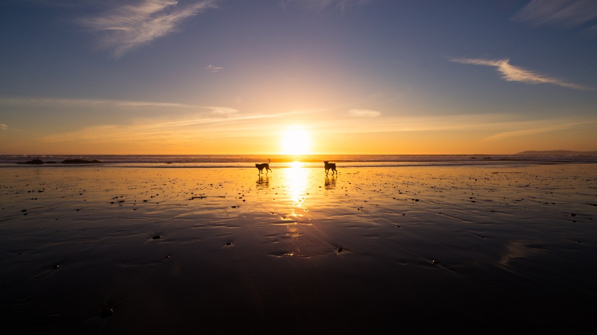 Praias que aceitam animais em Espanha