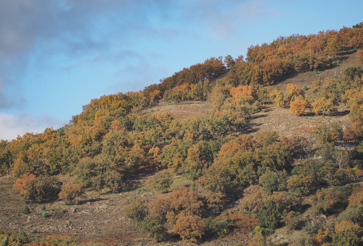 Robledal Losar de la Vera