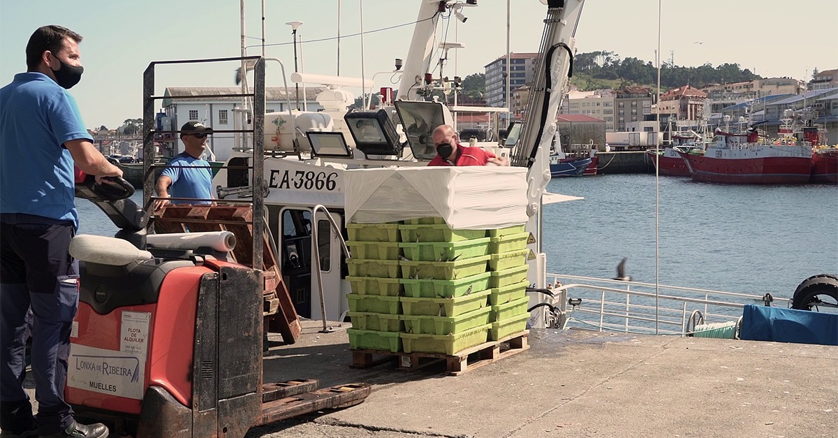 Así funciona la lonja de pescado de Ribeira (A Coruña), de las más grandes de Europa