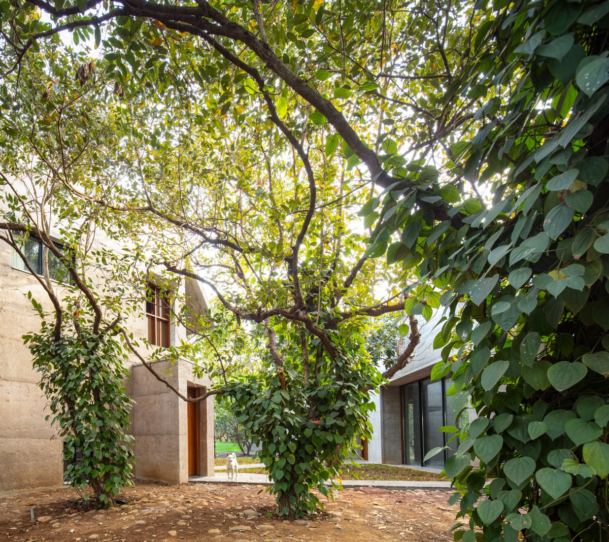 Jardín con árboles de mango