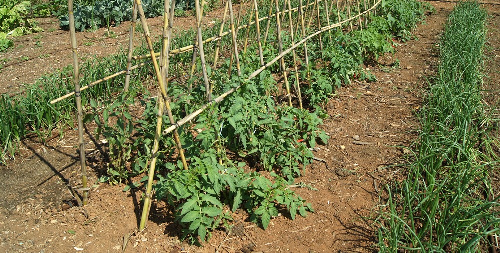 Cómo construir un huerto en el jardín o en la terraza y saber si es legal