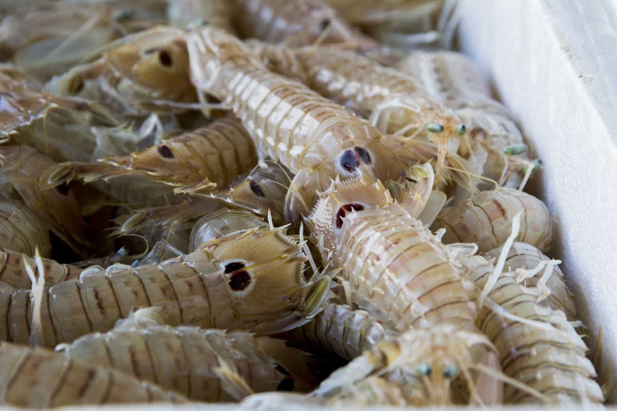 Pescados y mariscos frescos en el puerto de Cambrils