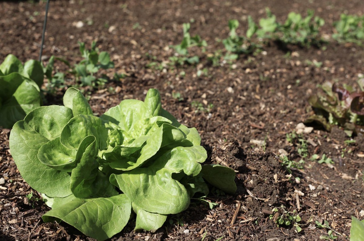 Cómo construir un huerto en el jardín o en la terraza y saber si es legal