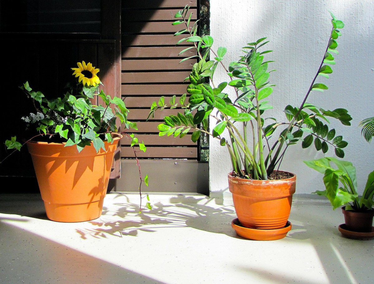 Plantas de exterior