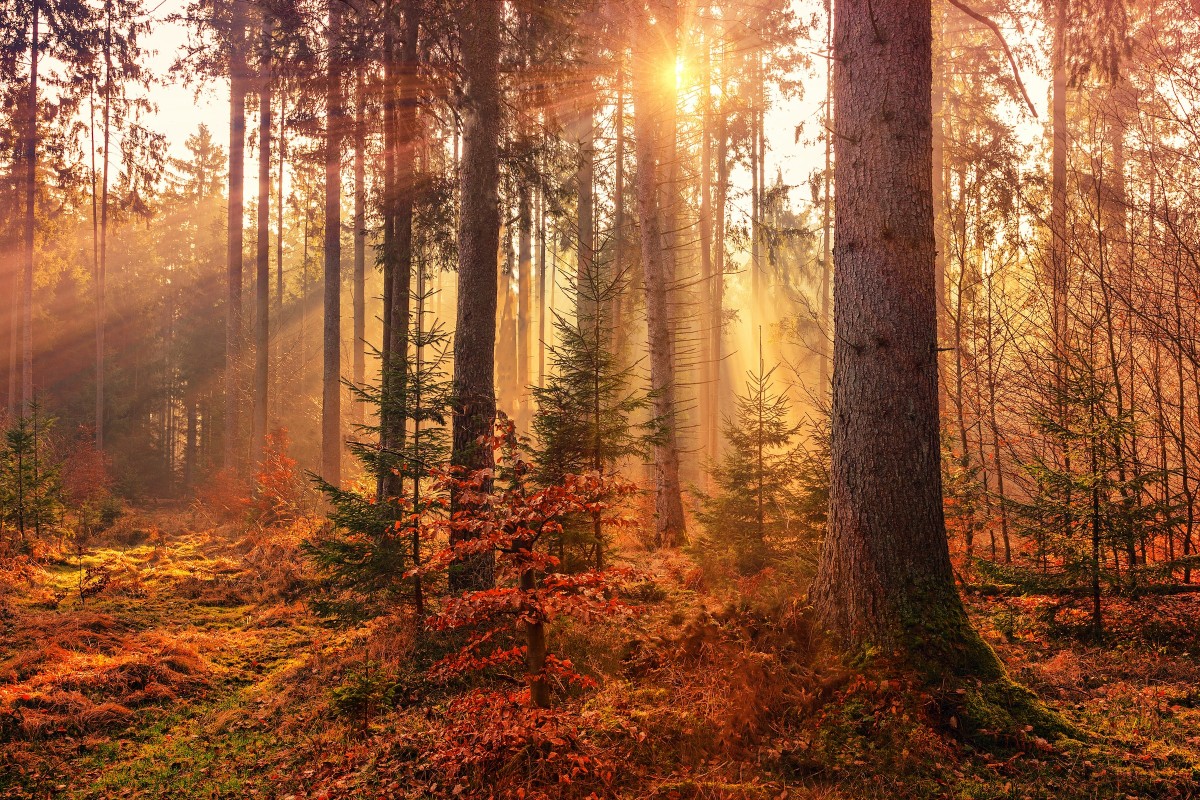 Des forêts de hêtres à couper le souffle