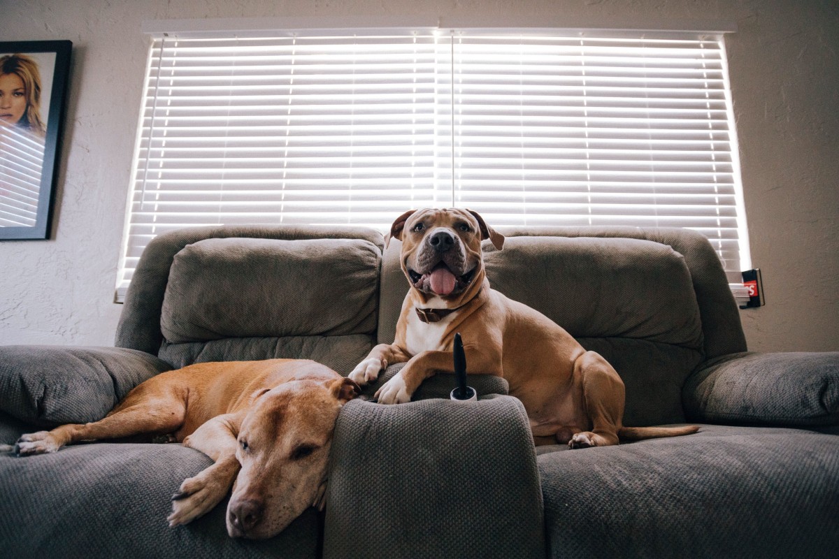 ¿Qué dice la nueva ley de animales sobre tener un perro en una casa de alquiler?