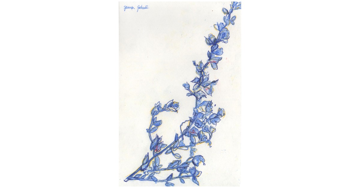 Obra de Laura F. Gibellini