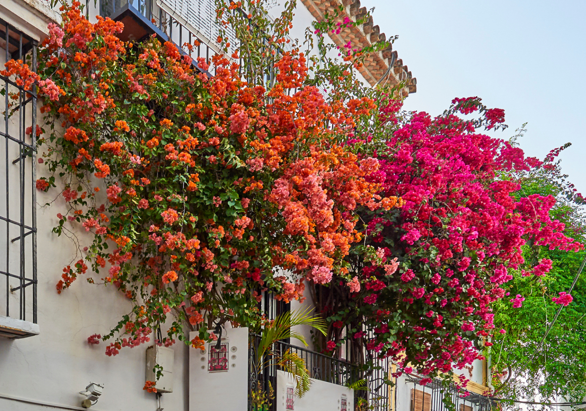 Flores para el otoño