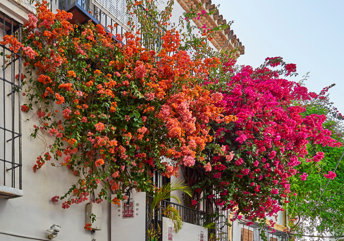 25 plantas y flores de verano para decorar tu terraza o balcón