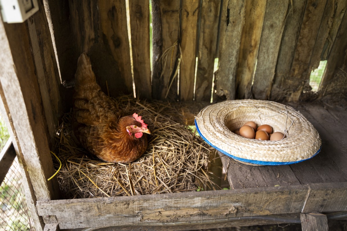 Como hacer un gallinero casero grande