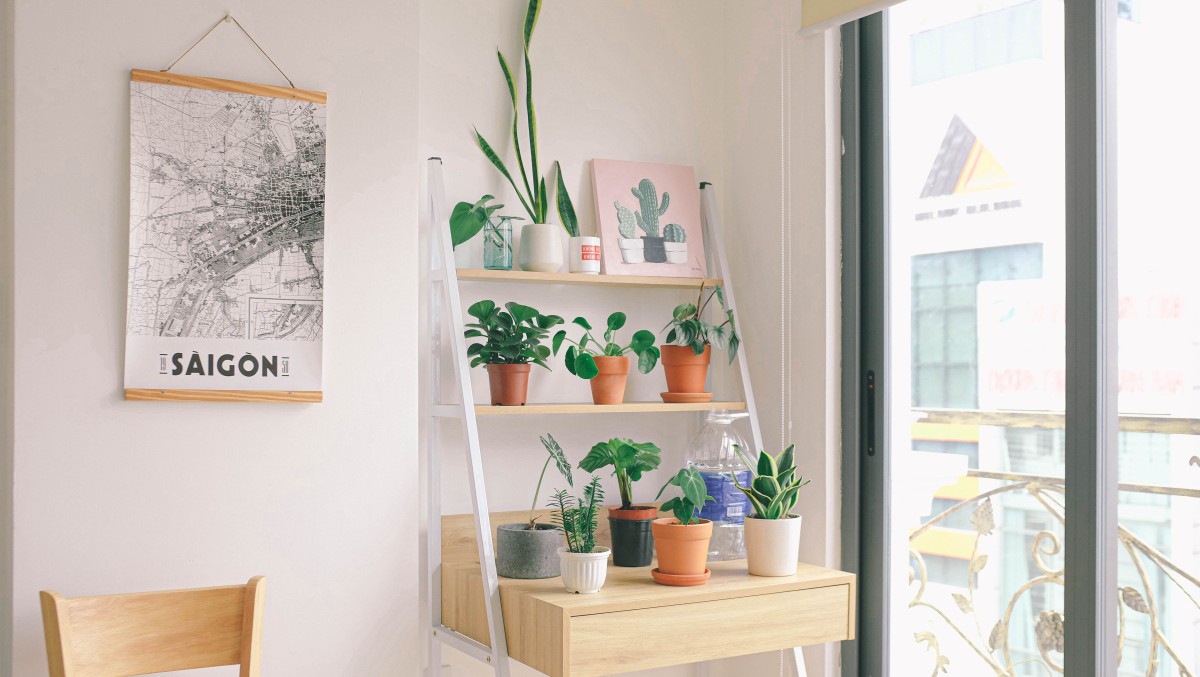 Plantas