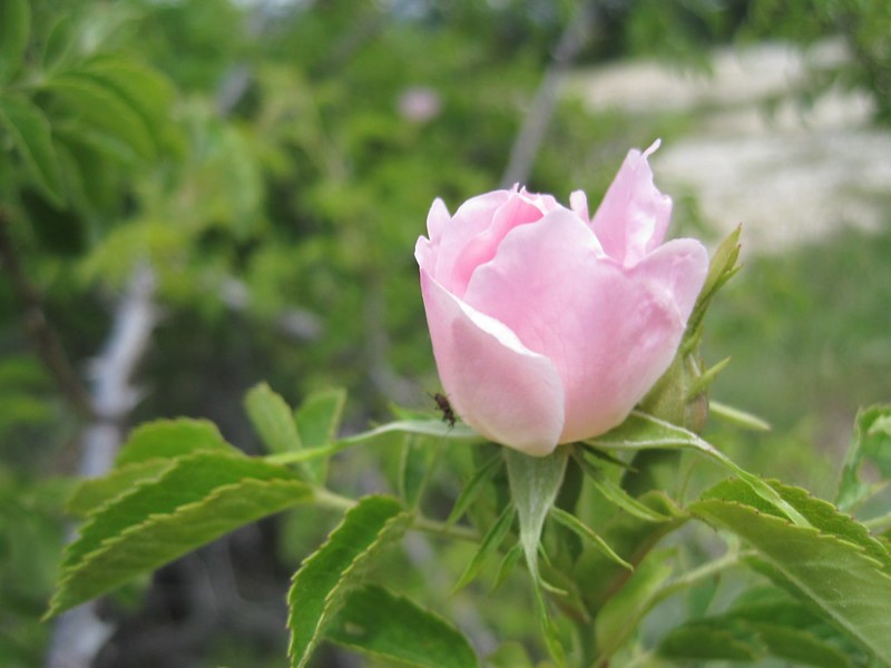 Rosa mosqueta