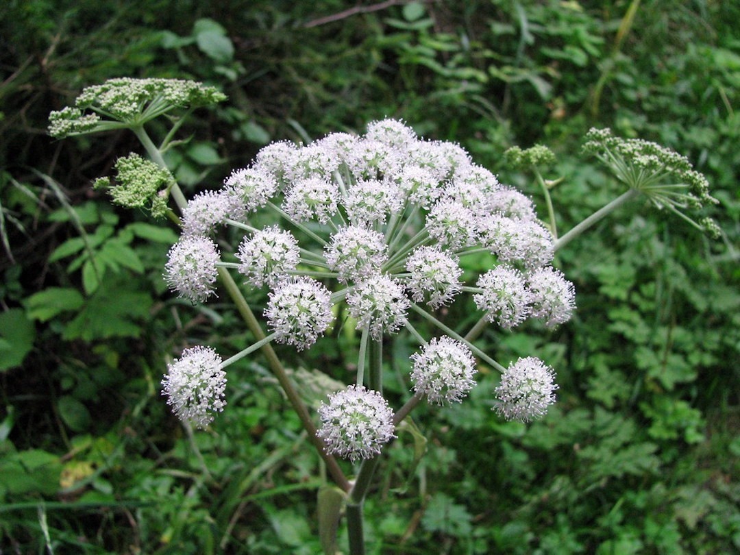 Cicuta