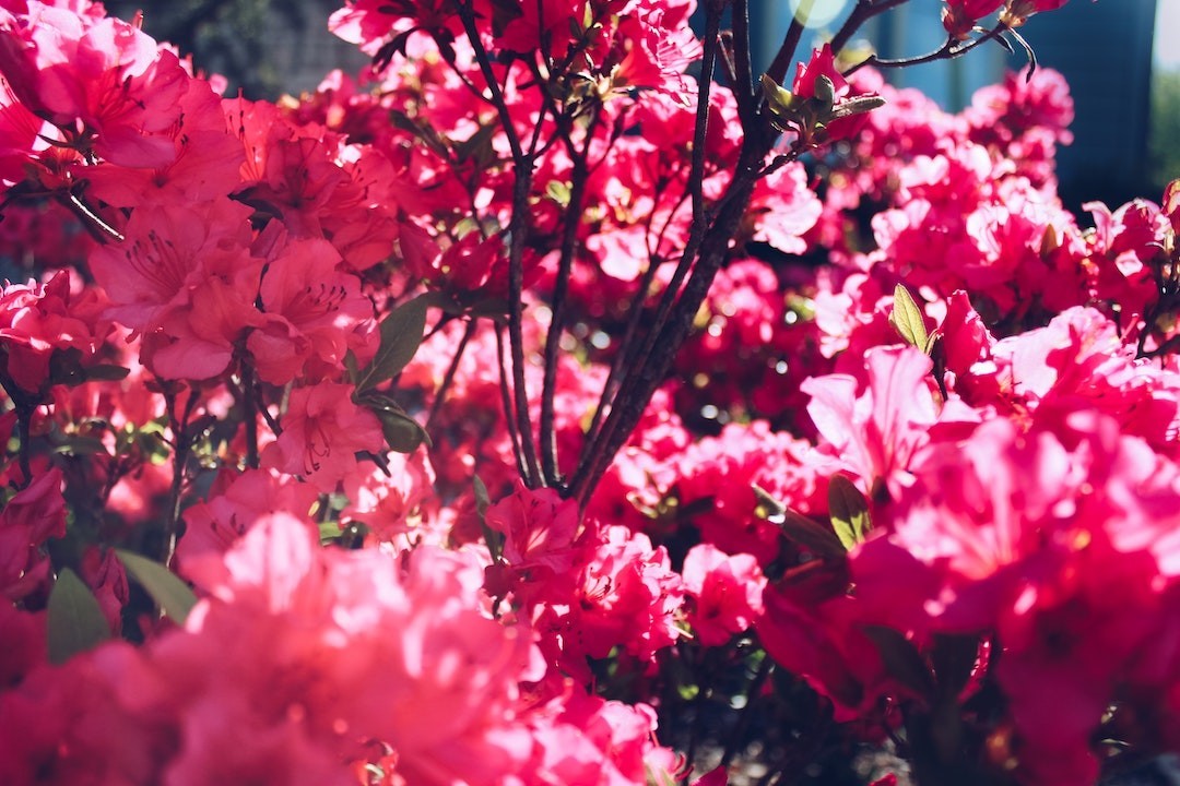 Azaleas