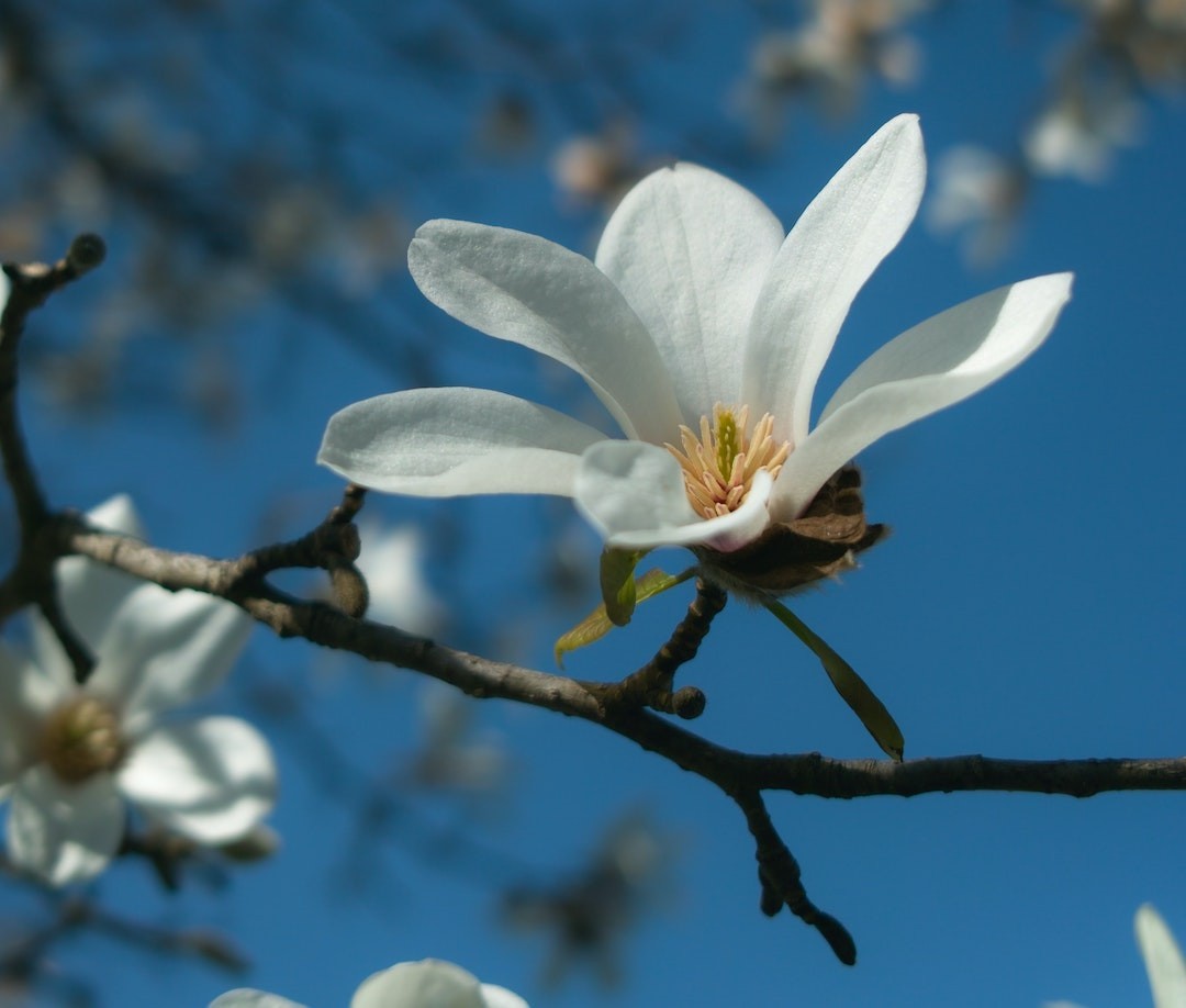 Magnolias