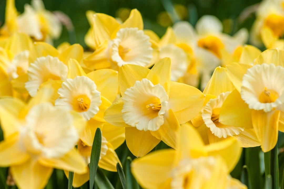 Narcisos