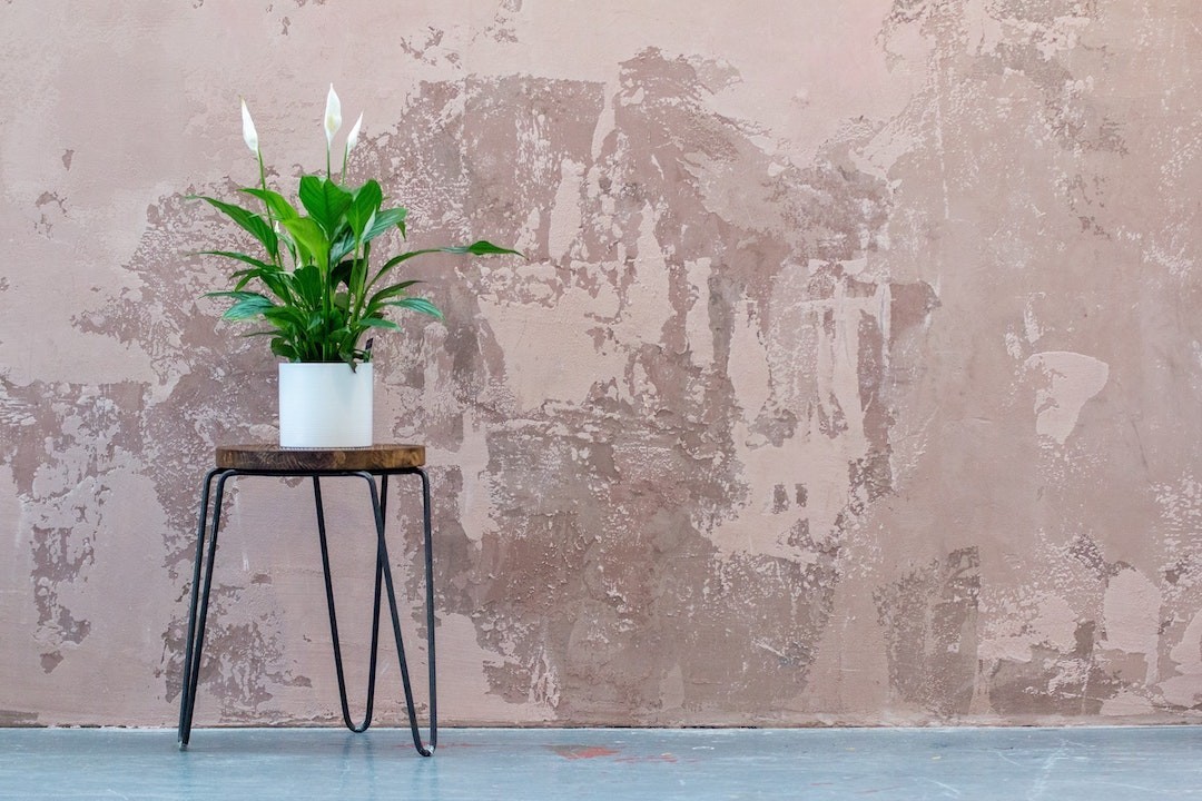 Plantas en exterior