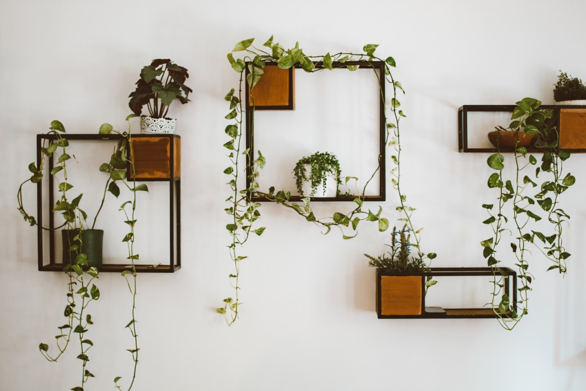 Plantas en la pared