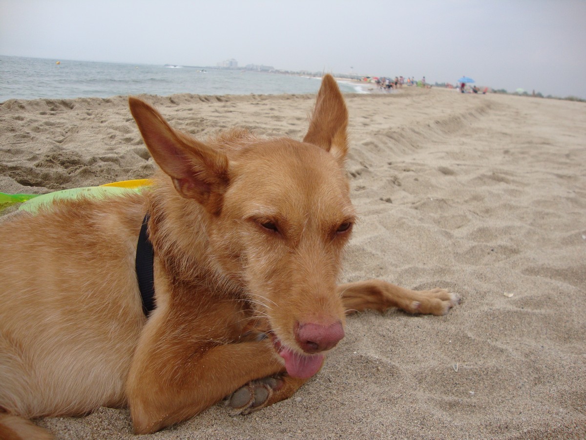 comandopodenquero.blogspot.com.es