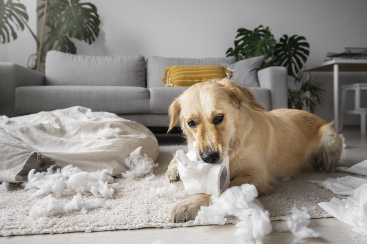 los bebes pueden dormir con los ladridos de los perros