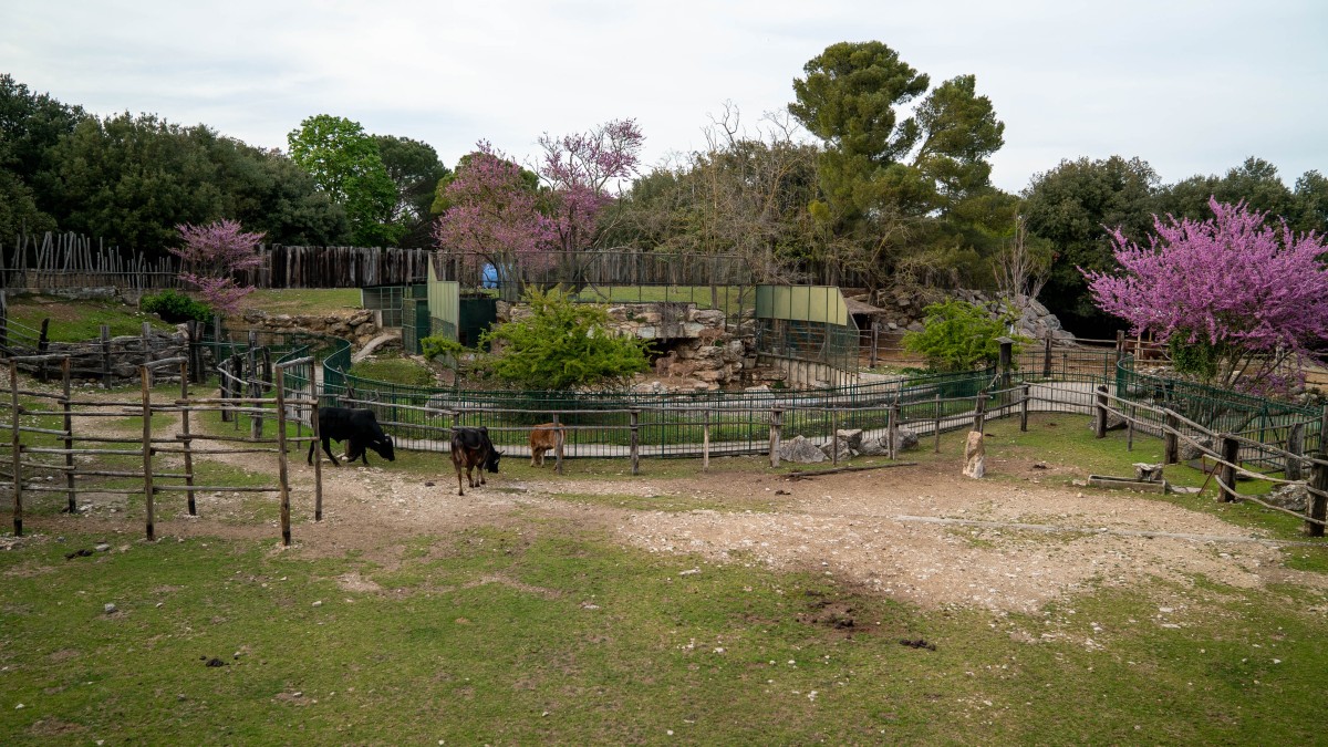 Città della Domenica