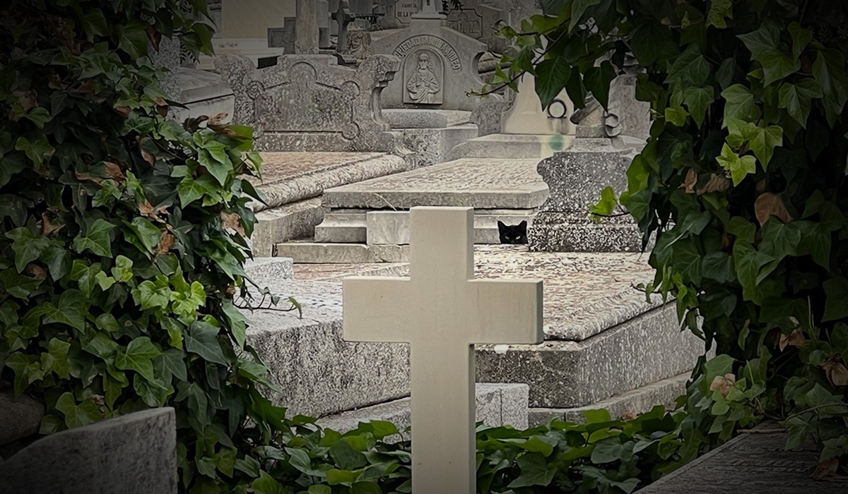 Cementerio antiguo de la Almudena, zona “de epidemias” con gato negro. Cementerio antiguo de la Almudena, zona “de epidemias” con gato negro.