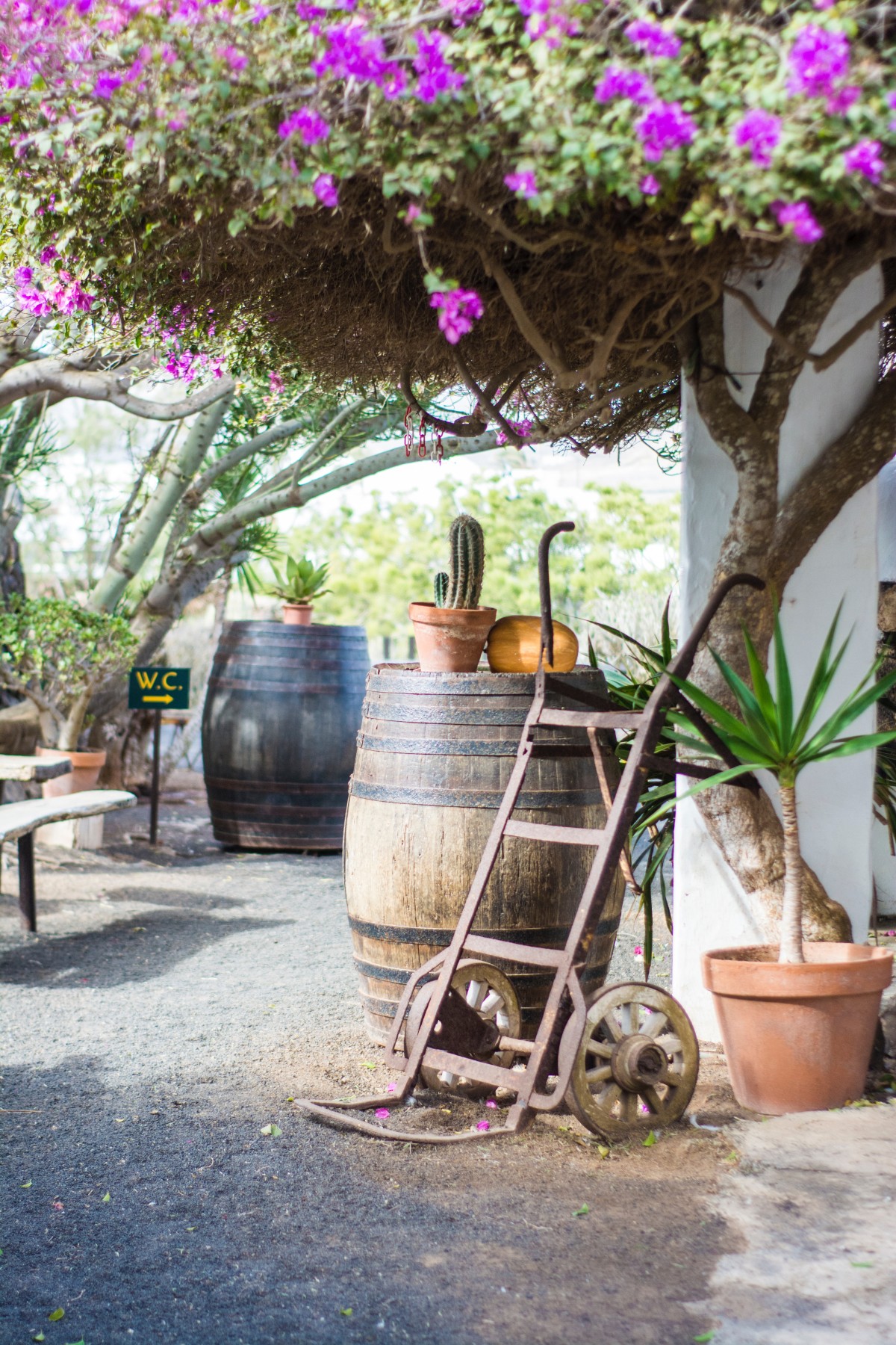 Barril de chuva: apontamento decorativo e sustentável para o jardim