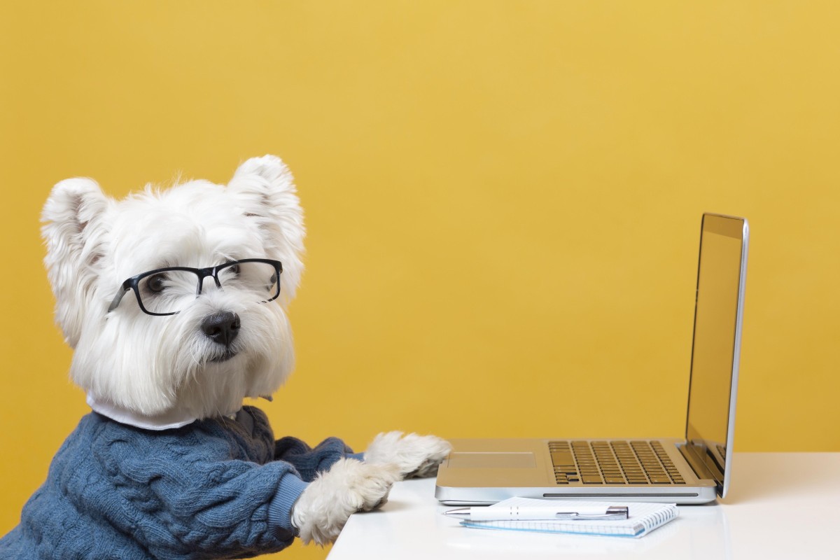 How much does compulsory dog insurance under the new law cost?