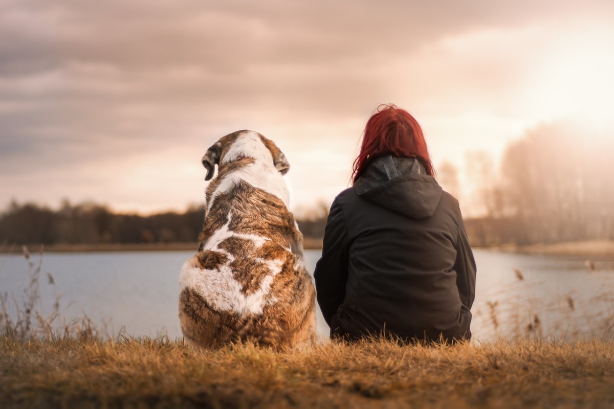 Perro abandonado, qué hacer