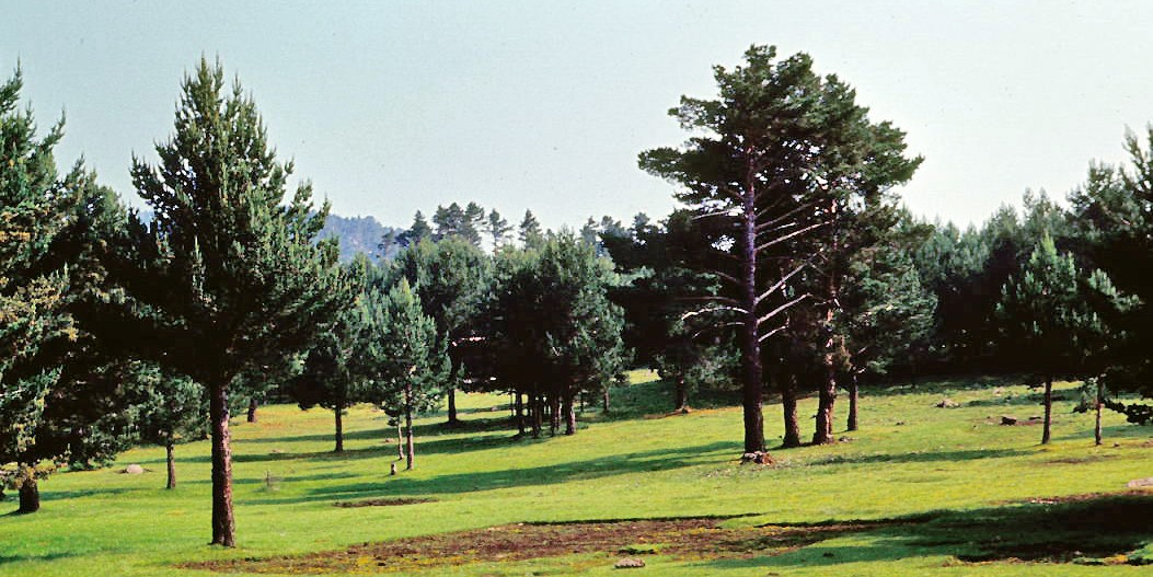 El Chorro