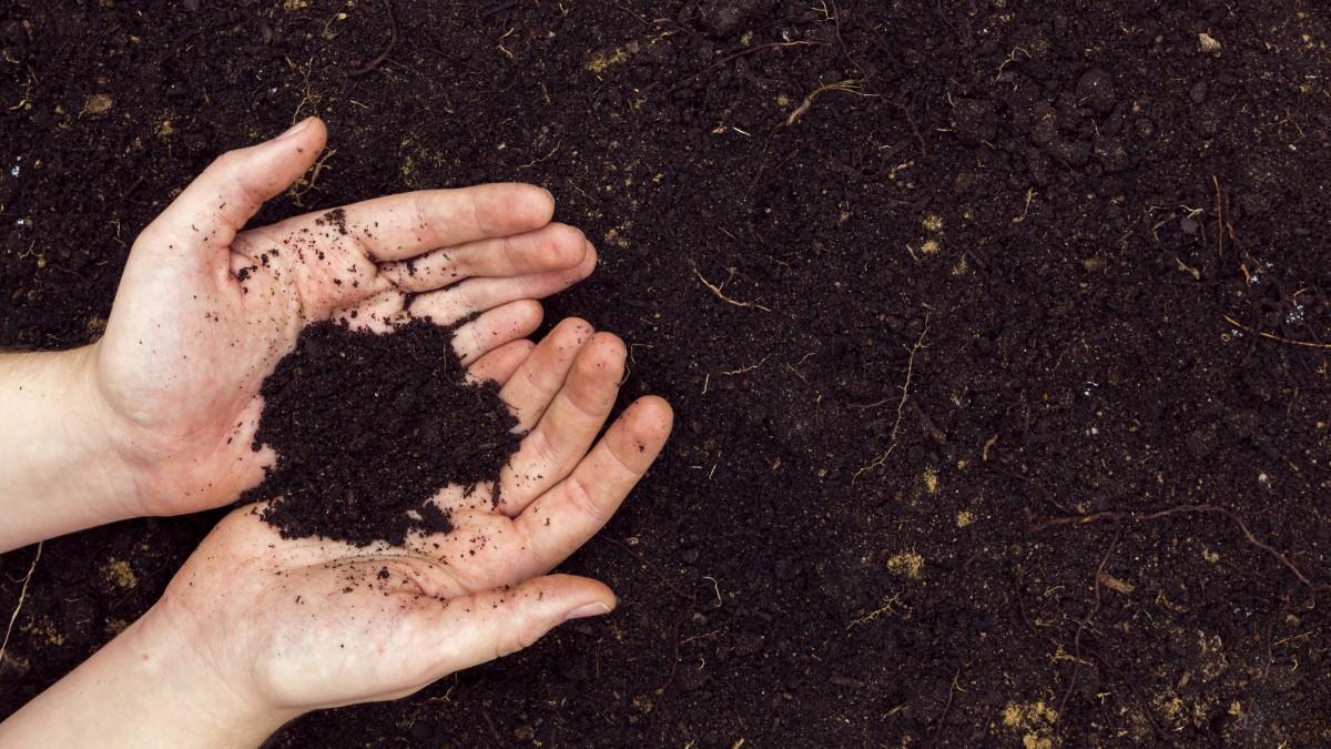 Fondi di caffè come concime per orchidee