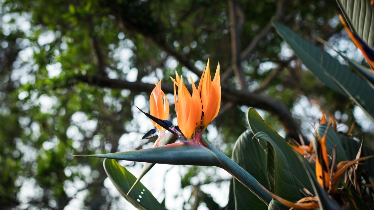 Un oasis tropical: 5 plantas exóticas para tener en casa