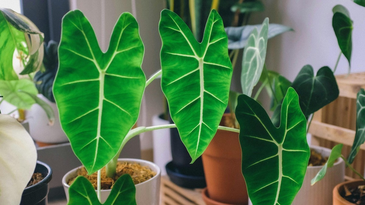 Un oasis tropical: 5 plantas exóticas para tener en casa