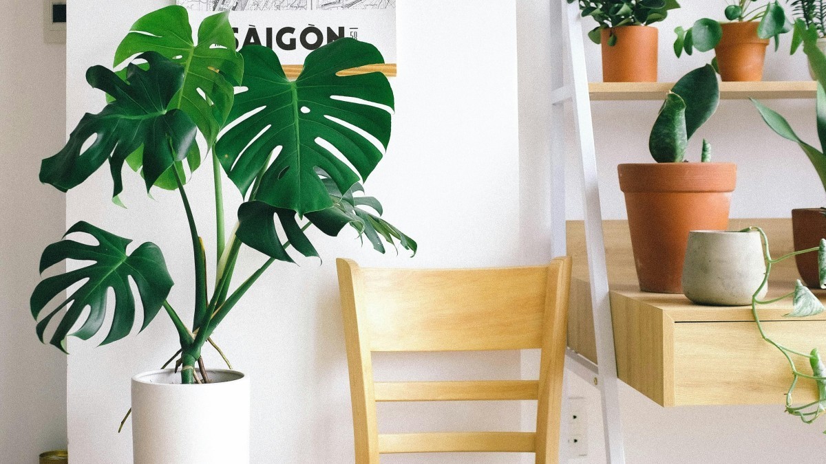 Un oasis tropical: 5 plantas exóticas para tener en casa