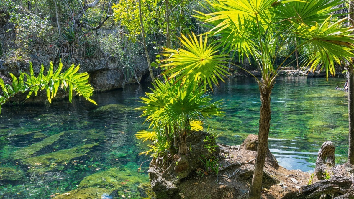Un oasis tropical: 5 plantas exóticas para tener en casa