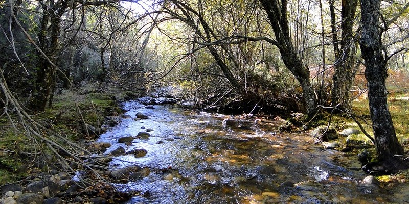 hayedo de montejo