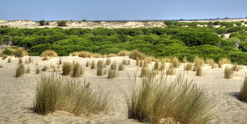 doñana