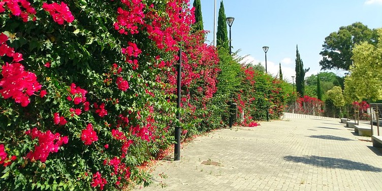 parque moret