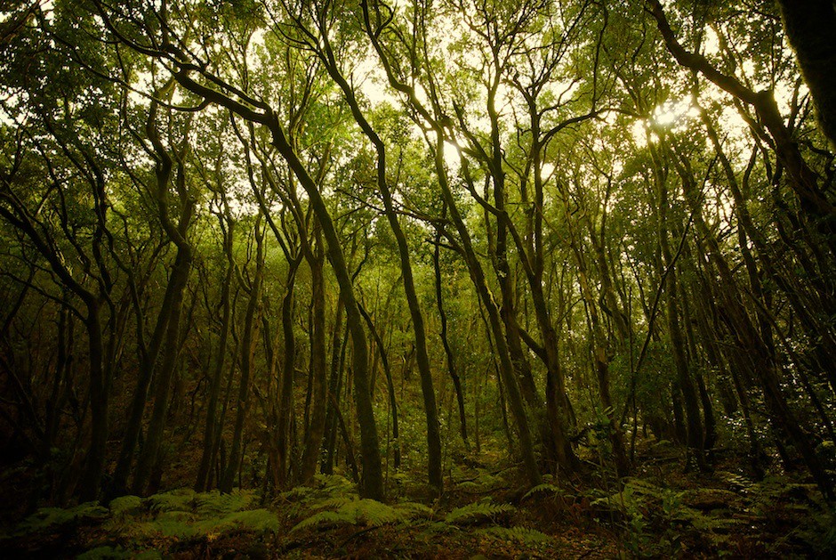 Garajonay-Nationalpark