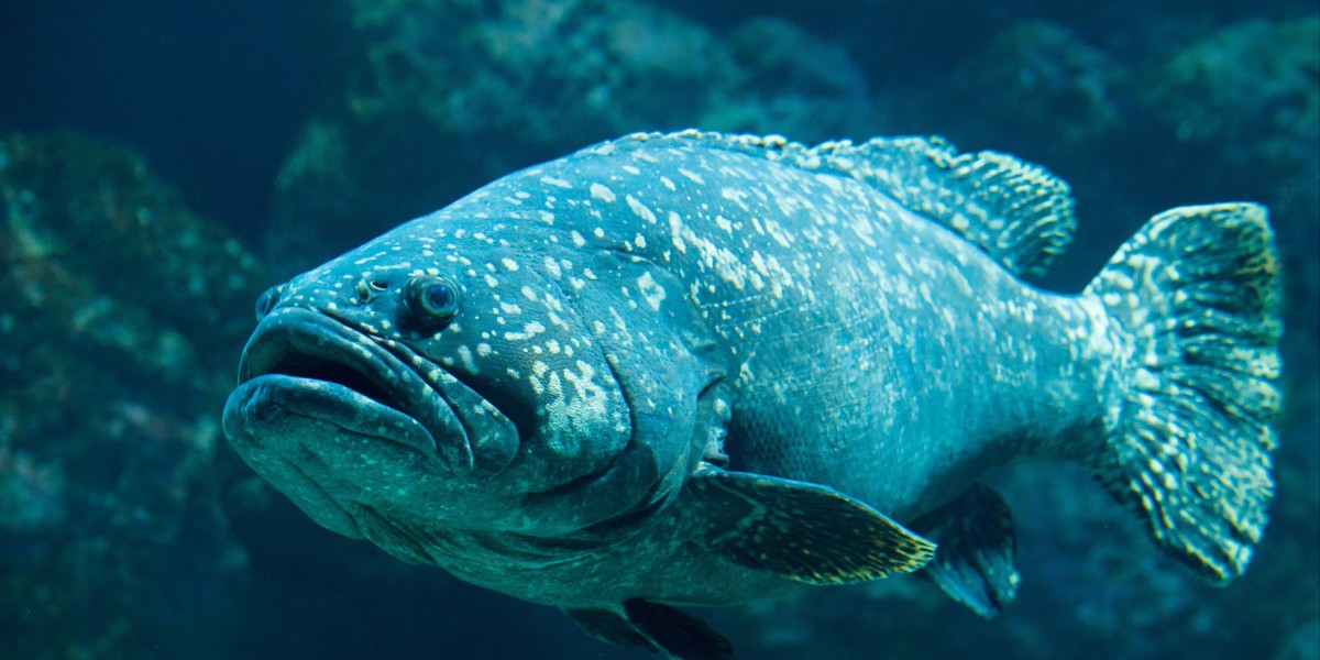 Diving in Jávea